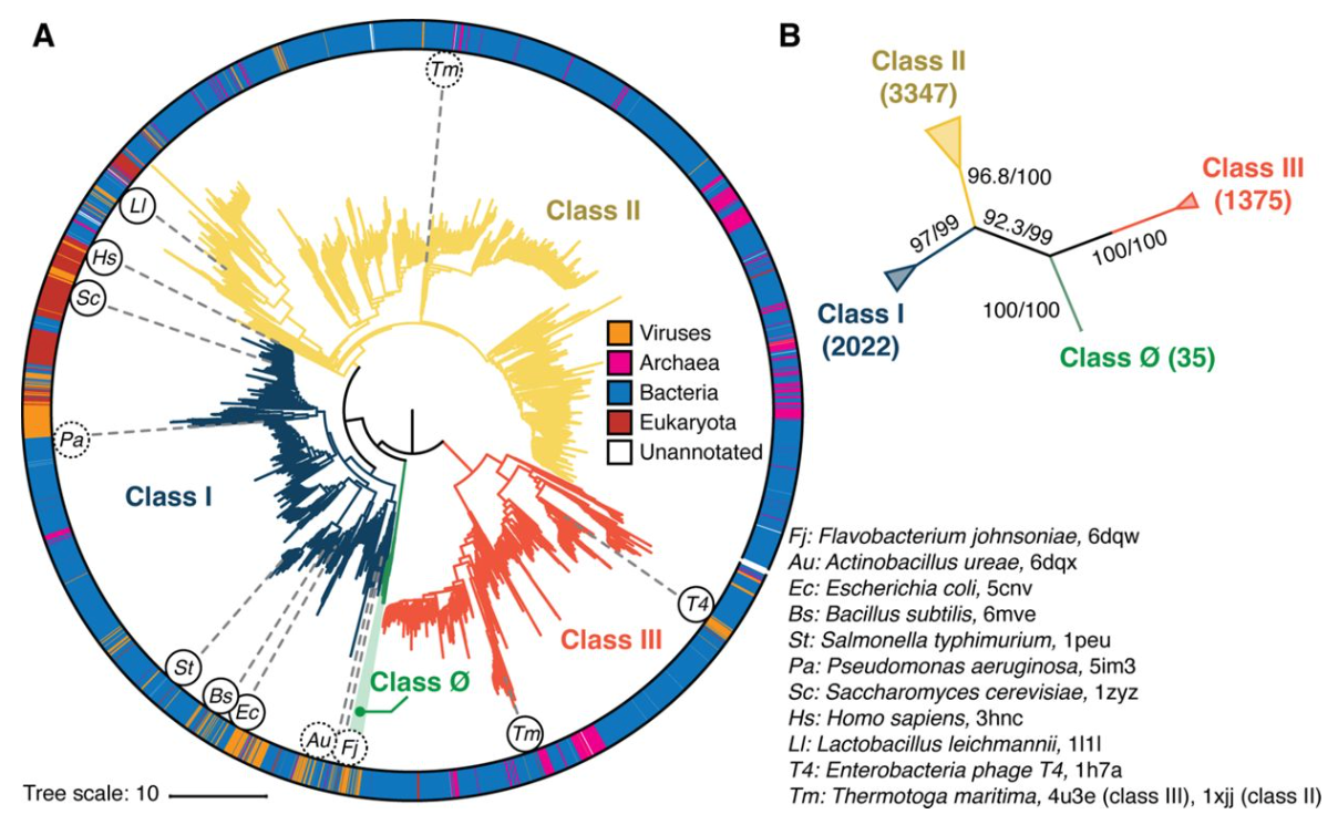 Figure from the dissertation showing analysis of ribonucleotide reductase sequences. Links to the paper.