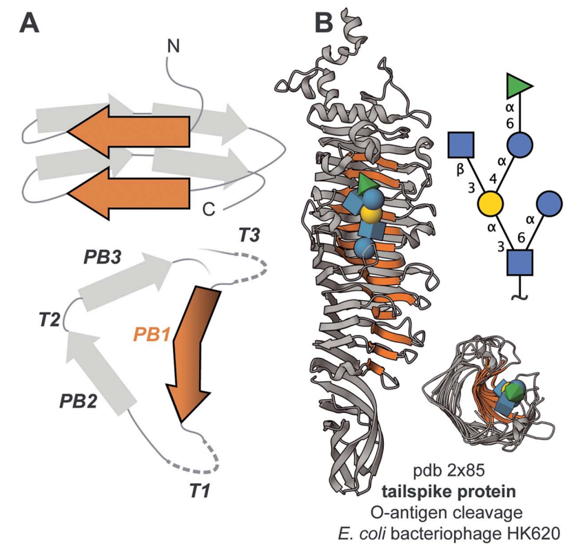 Structural figure of the three-sided right-handed beta-helix fold that binds glycans. Links to the paper.